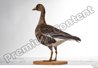 Greater white-fronted goose Anser albifrons whole body 0008.jpg